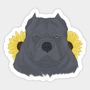 Blue American Bully with Sunflowers Sticker